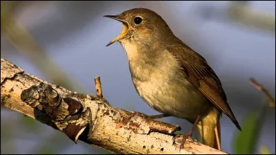 Le dévidoir construit sur l'axe d'un treuil était une...