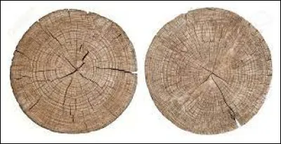 Sciences et nature : Comment appelle-t-on les cercles concentriques sur la section transversale du tronc d'un arbre ?
