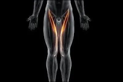 Sciences et nature : Lequel de ces termes désigne un muscle antérieur de la cuisse ?