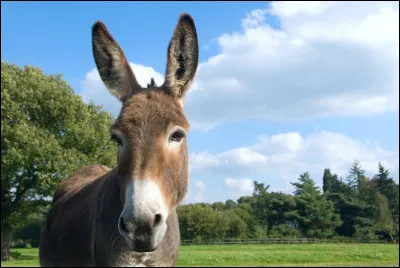Quel est ton animal préféré ?