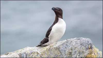 Je vis au pôle Nord.