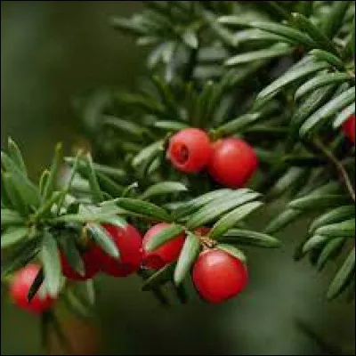 Quel est l'effet de la baie de houx et de la baie d'if ?