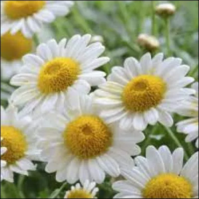 Quels sont les effets de la camomille ?