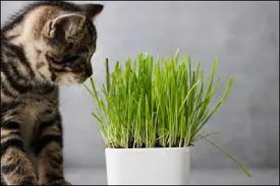 Où trouve-t-on de l'herbe à chat ?