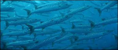 Quel est le titre du documentaire que réalise Luc Besson sur les mers et les océans en 1991 ?