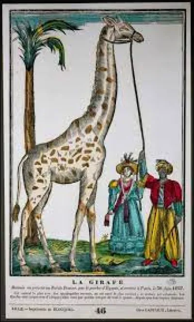 Ce 30 juin, les Parisiens applaudissent l'arrivée de la girafe de Charles X, offerte au roi par le pacha d'Égypte Méhémet Ali, première girafe vivante à entrer en France. C'était en ...