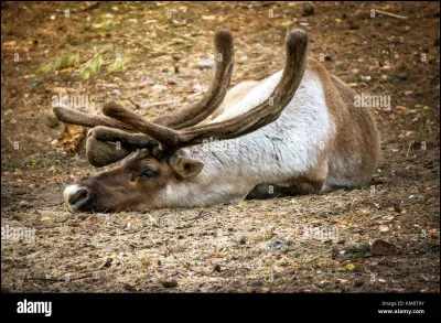À quoi servaient les rennes tués ?