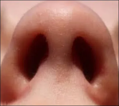 Quelle lettre faut-il remplacer - dans le mot au singulier - pour obtenir la poudre obtenue en broyant les céréales, et qui aurait été bien utile aux personnages de la question précédente ?