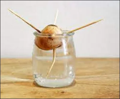 Quelle lettre faut-il remplacer pour obtenir un intestin ?