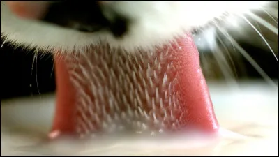 En quoi sont faits les petits crochets sur la langue du chat, qui lui servent à se démêler les poils ?