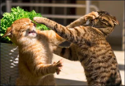 Les chats sont incapables de partager leurs territoires !