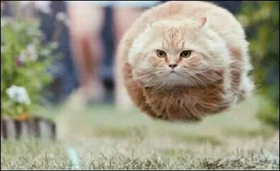 Combien y a-t-il de muscles dans l'oreille d'un chat ?