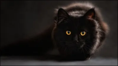 Comment dit-on chat en latin ?