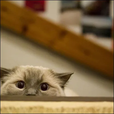 Son nom signifie "poupée de chiffon", c'est un...