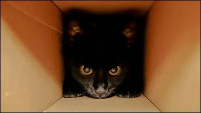 Les chats peuvent voir dans le noir complet.