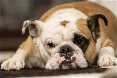 Le bulldog anglais est un race de chien originaire de/des/d'...