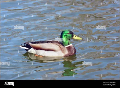 À qui doit-on l'académie des sciences et l'observatoire de Paris ?