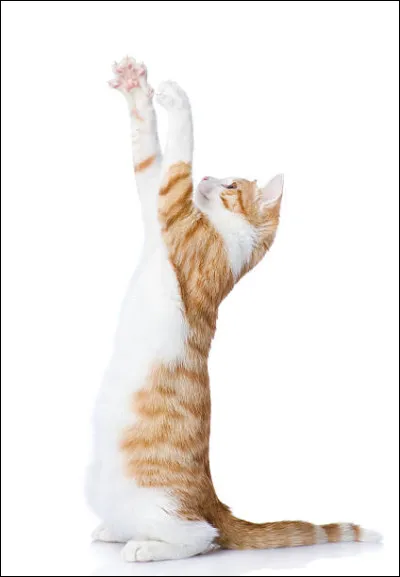 Quelle taille fais-tu ?