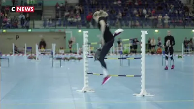 Doù vient le hobby horse ?