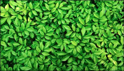 Quelle couleur préfères-tu ?