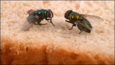 Combien y a-t-il de mouches sur cette image ?