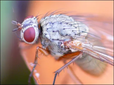 De quelle couleur est cette mouche ?