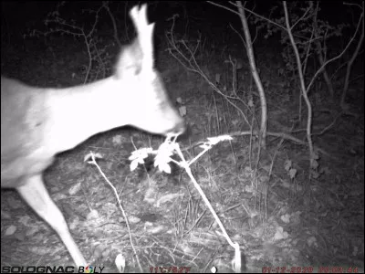 Identifiez l'animal et trouvez un prénom commençant par la même lettre que son nom !