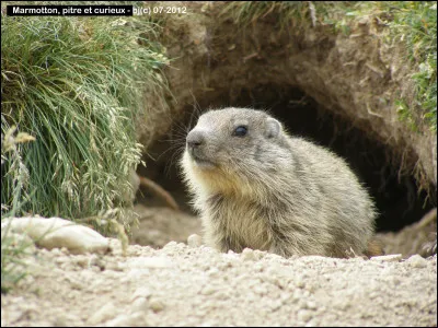 Comment appelle-t-on le petit de la marmotte ?