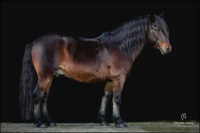 Quelle est cette race ?