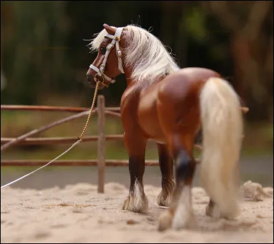 Quelle est cette race ?