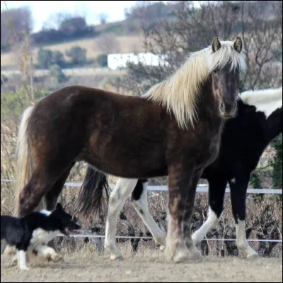 Ce cheval est un croisé, mais de quelles races ?
