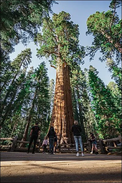 Comment s'appelle ce séquoia géant qui se trouve dans le Giant Forest du parc national de Séquoia, en Californie ?