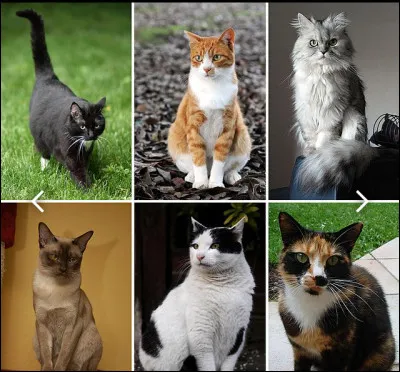 Quel pelage aimerais-tu avoir ?