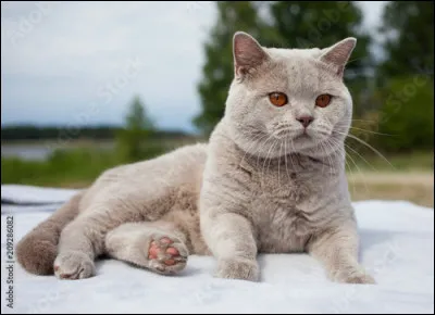 Quel pelage aimerais-tu avoir ?