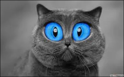 De quelle couleur préférerais-tu que tes yeux soient ?