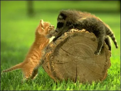 Si tu étais un chaton, quel jeu ferais-tu le plus ?