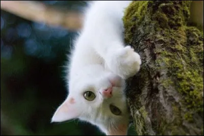 Et enfin, quel est ton trait de caractère principal ?