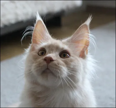 Ton chef meurt et tu deviens chef à sa place, quelle est ta réaction ?