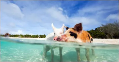 Quel pays du Commonwealth est traversé par le tropique du Cancer ?