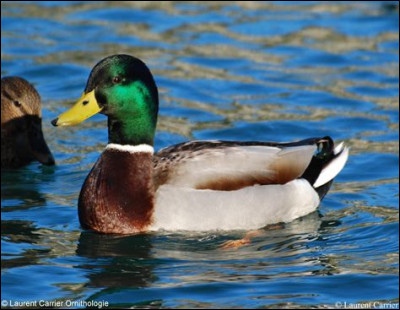 Quel est cet animal ?