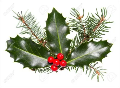 Pourquoi s'appelle-t-elle Feuille de Houx ?