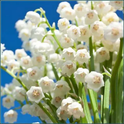 Lorsque vous fêtez vos noces de muguet, depuis combien dannée êtes-vous mariés ?