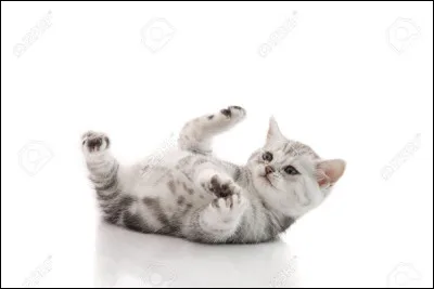 Tu es chaton, quelle est ton activité préférée ?
