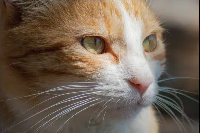 Tu préfères avoir le pelage...