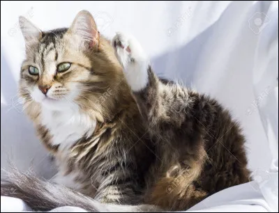 Quelle serait ton activité préférée si tu étais un guerrier ou une guerrière ?