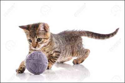 Imaginons que tu vas avoir des chatons, comment les nommeras-tu ?