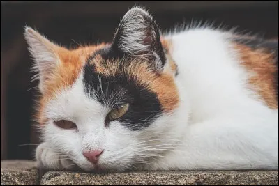 Bien, dernière question : que veux-tu être dans LGDC ?