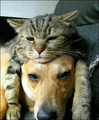 Préfères-tu les chiens ou les chats ?