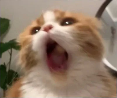 Est-ce que cela te dérangerait de ne pas pouvoir câliner ton chat tout le temps ?