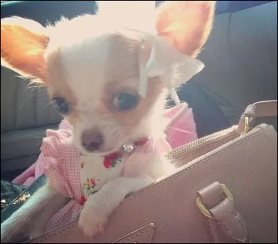 Aimerais-tu emmener ton animal de compagnie partout avec toi ?